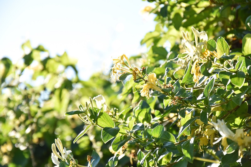 如何高效实现金银花的烘干除湿 金银花烘干除湿机