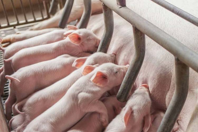 健康和经济：肉猪养殖环境除湿