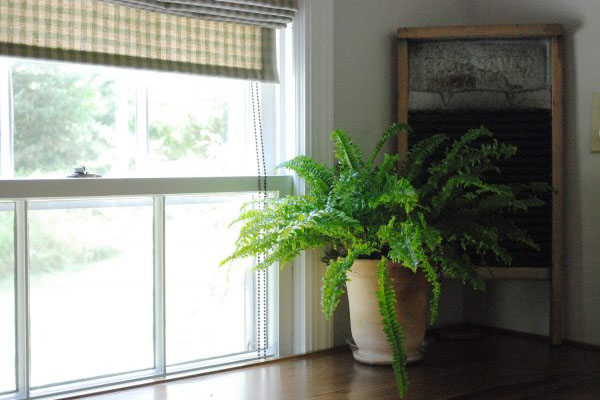 没有除湿机的房间如何用5种天然植物去除湿度