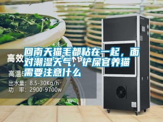 企业新闻回南天猫毛都粘在一起，面对潮湿天气，铲屎官养猫需要注意什么