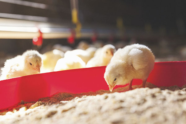 孵化和养鸡场的理想温度和湿度的最佳衡量标准