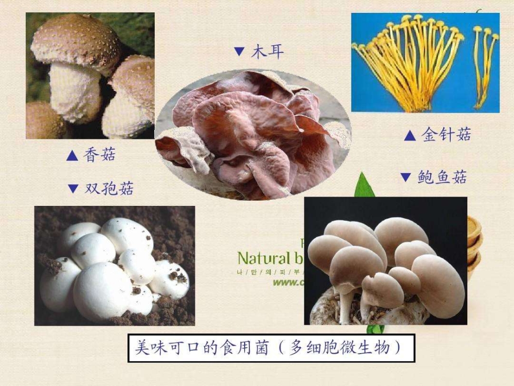 安诗曼香菇食用菌烘干除湿干燥解决方案